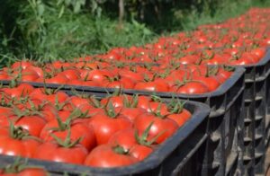 475747273 1350997755890874 3326171252286744378 n