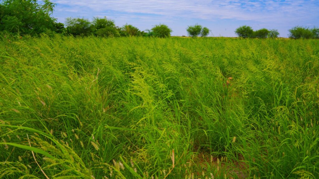 480571686 979362927626133 7094564407264275838 n