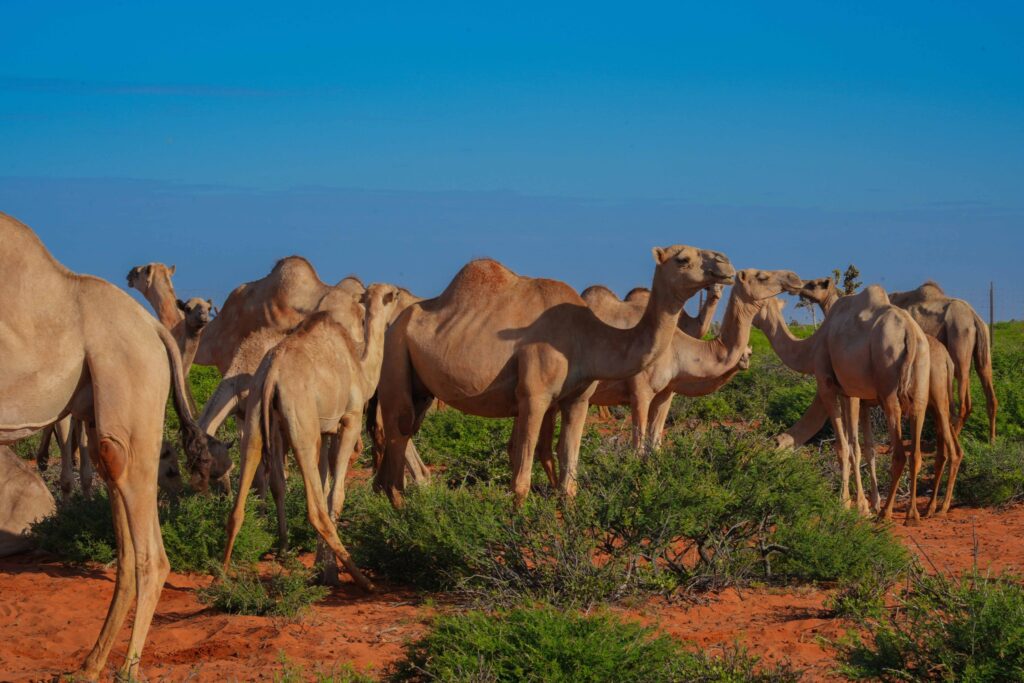 480572455 979362850959474 6552682369624014133 n