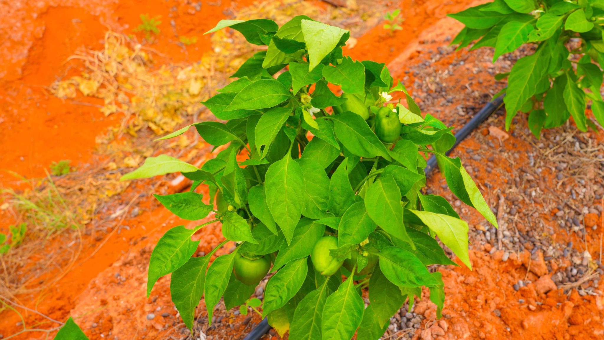 480573554 979362964292796 5304967691479135279 n