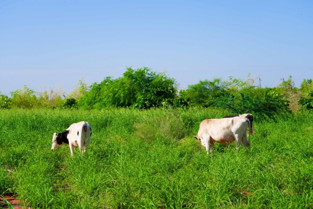 481076279 979362677626158 2566059260057651141 n