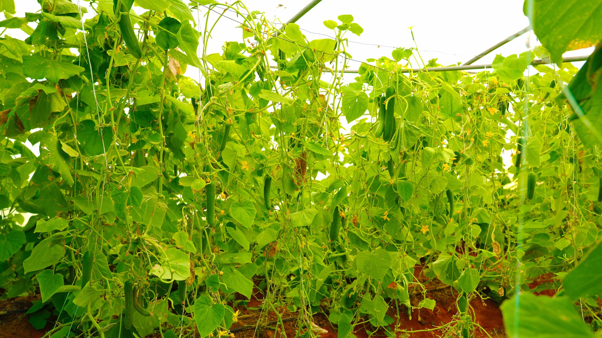 481084574 979362857626140 4405378969686938565 n