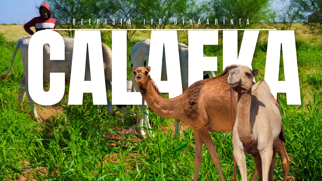 traditional and classy thar desert travel youtube thumbnail (2)